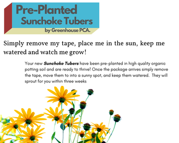 Exciting New Product: Pre-Planted Jerusalem Artichoke Pots – Easiest Way to Grow!