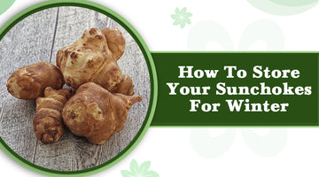 How To Store Your Sunchokes