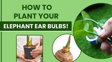 How To Plant Your Elephant Ear Bulbs