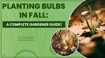 Planting Bulbs in Fall