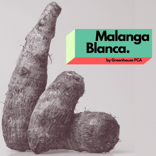 Malanga Blanca (Xanthosoma sagittifolium)