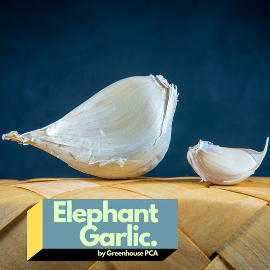 Elephant Garlic seed