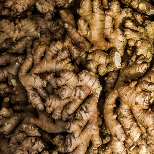 GINGER bullk