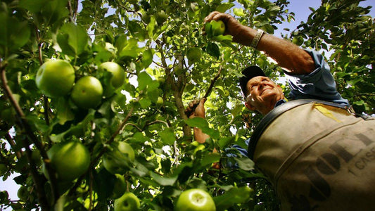 granny smith apple tree farmer