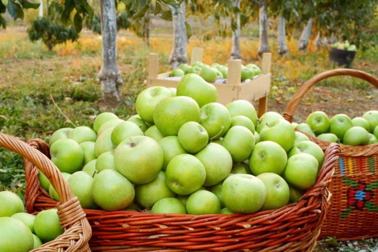 granny smith apple 5