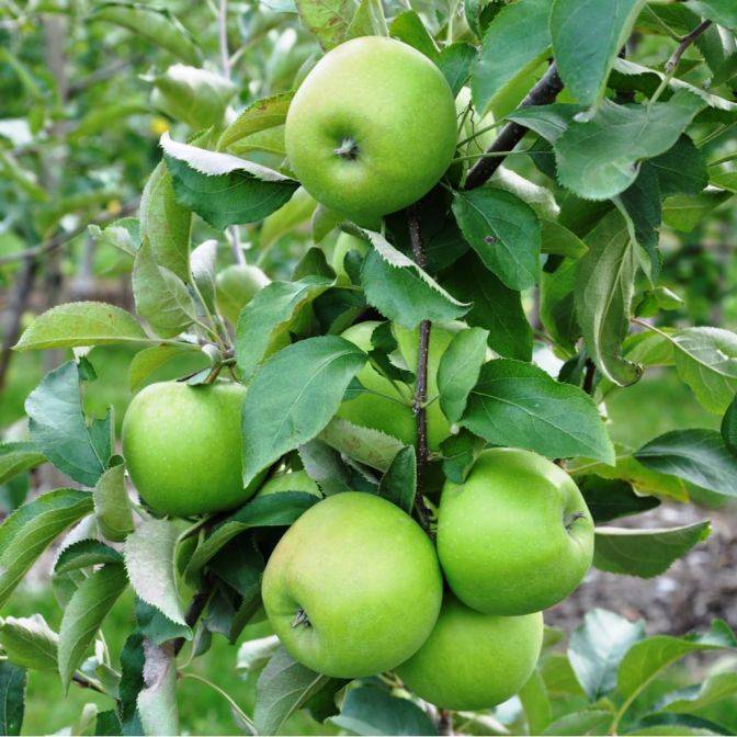 granny smith apple 7
