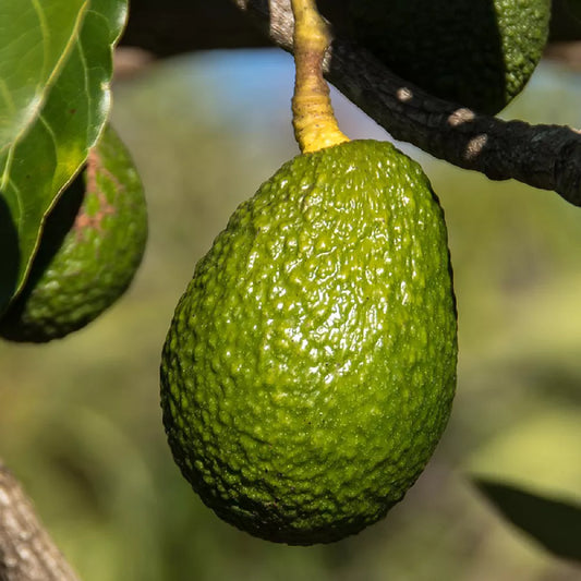 Avocado fruit