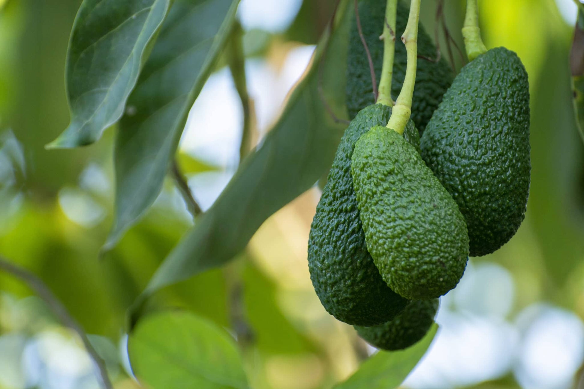 HASS AVOCADO raw
