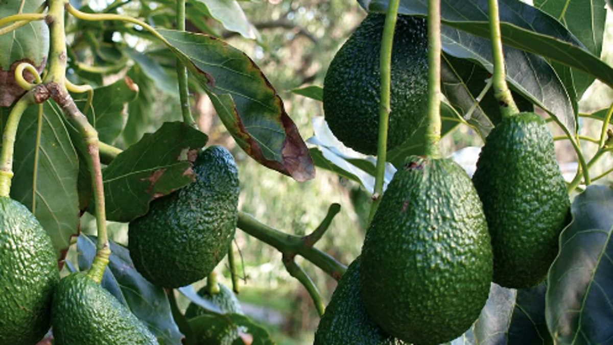 HASS AVOCADO tree