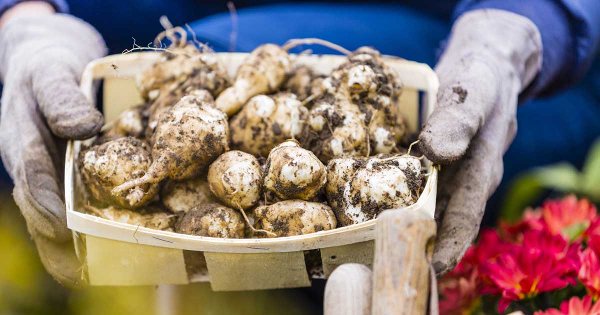 JERUSALEM ARTICHOKE HARVEST