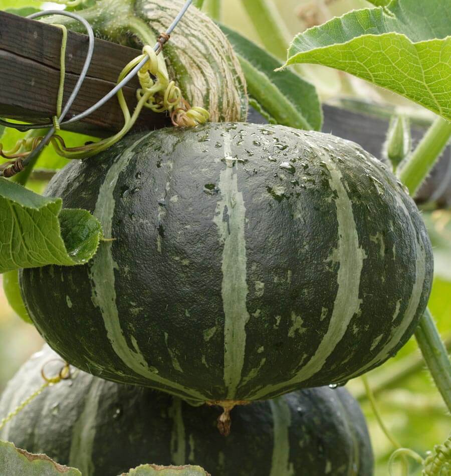 kabocha pumpkin fruit