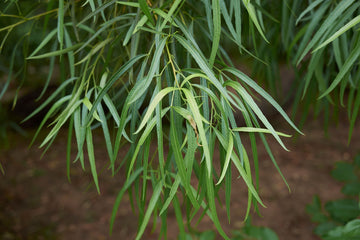 RHUS LANCEA leaf