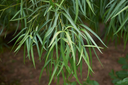 RHUS LANCEA leaf