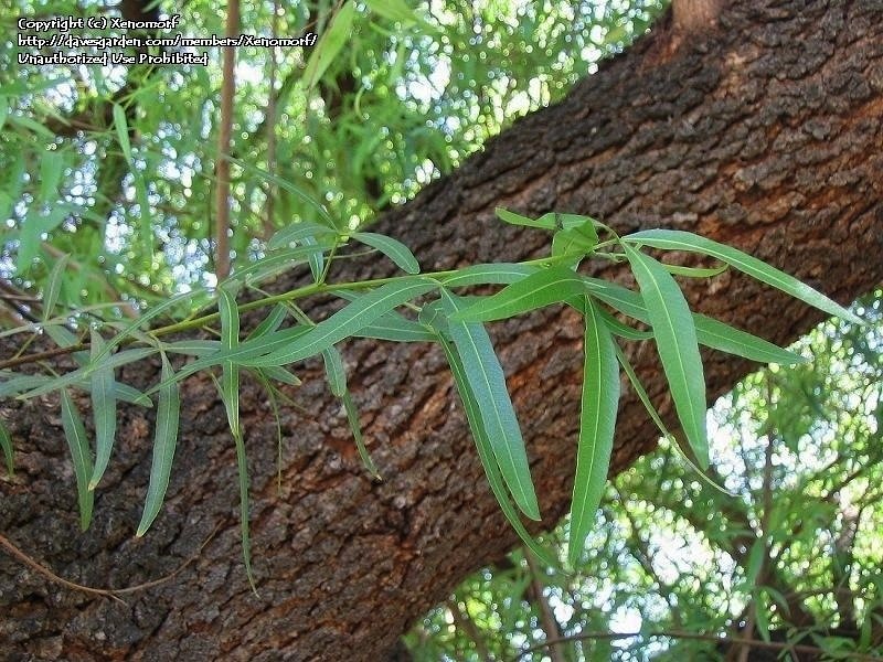 RHUS LANCEA Branch