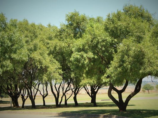 RHUS LANCEA tress