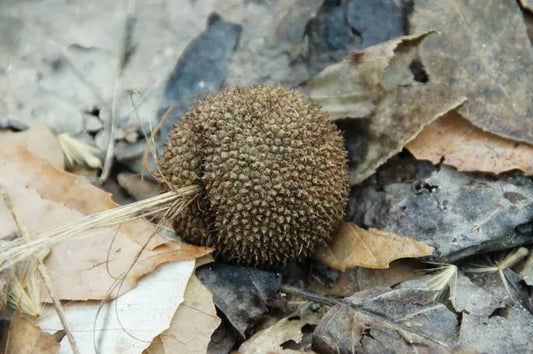 SYCAMORE SEEDS