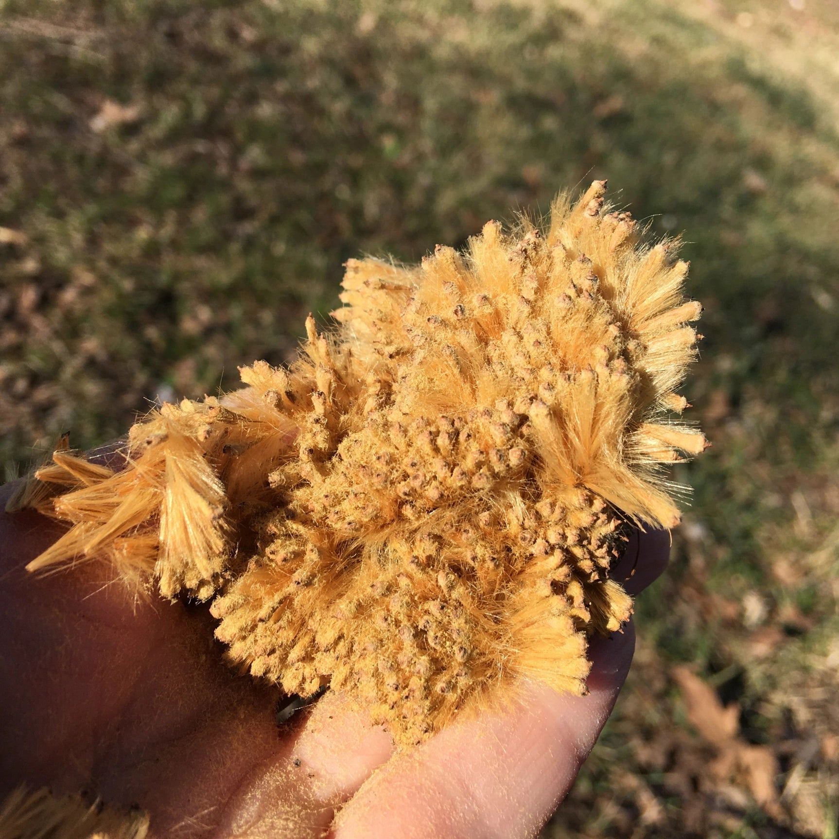 Sycamore Seeds in hand