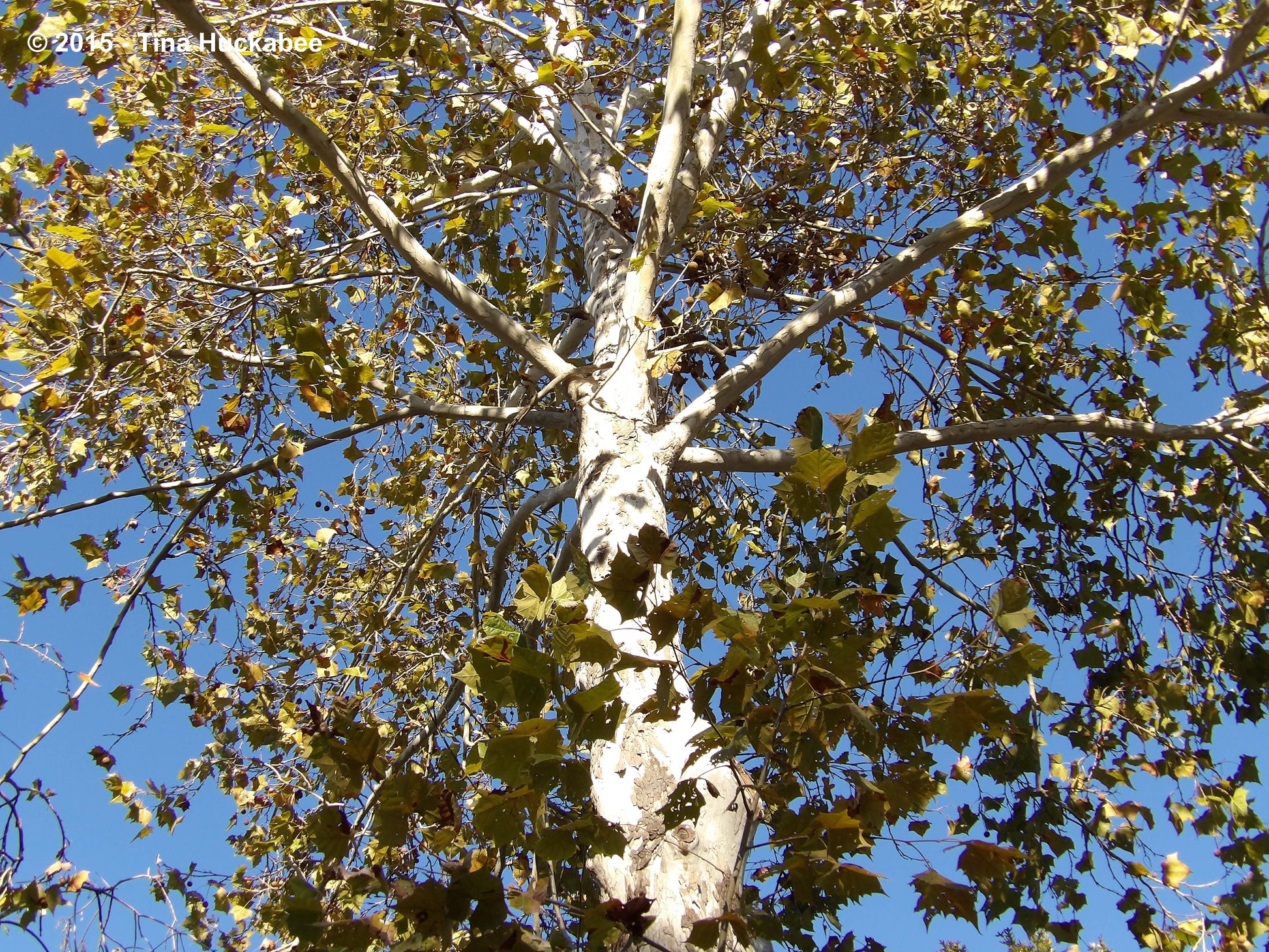 SYCAMORE TREE
