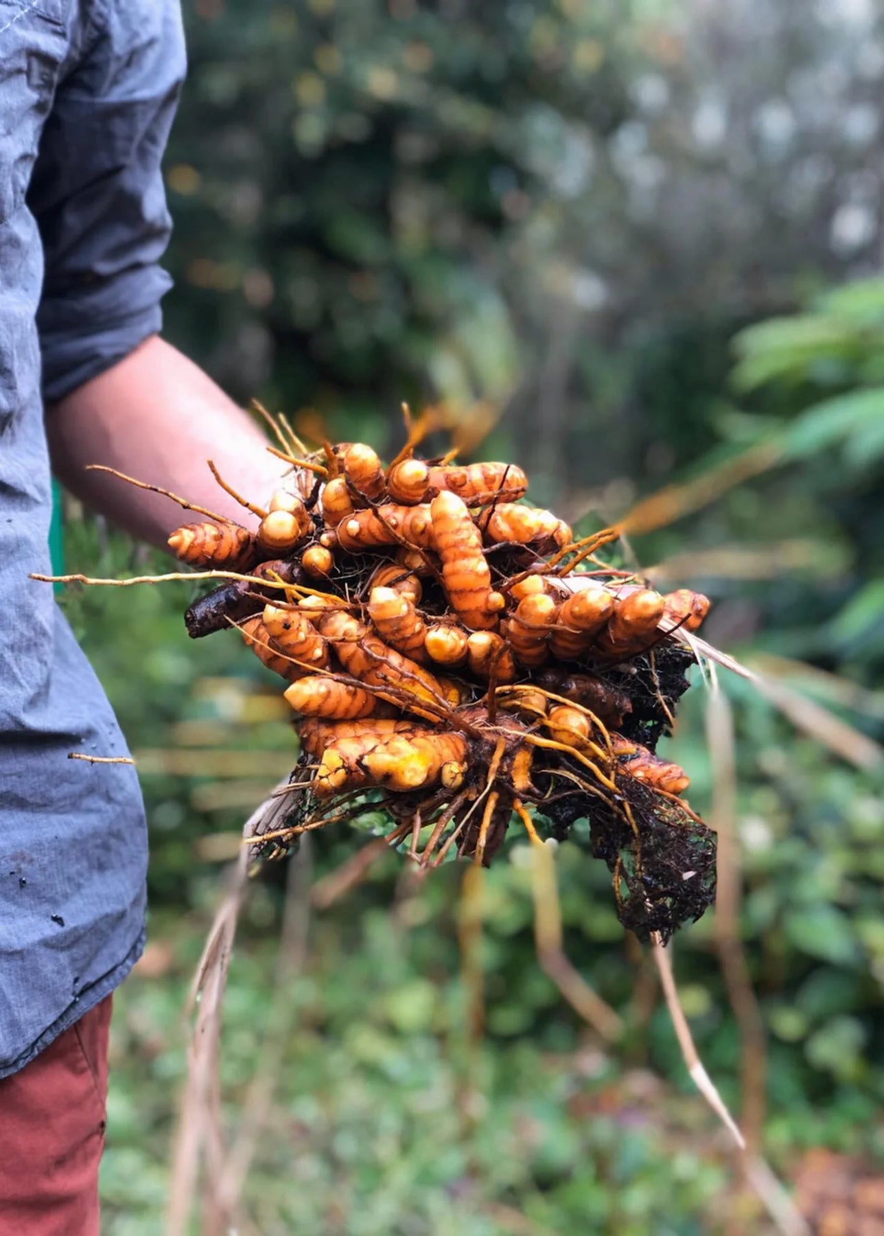 Turmeric raw root