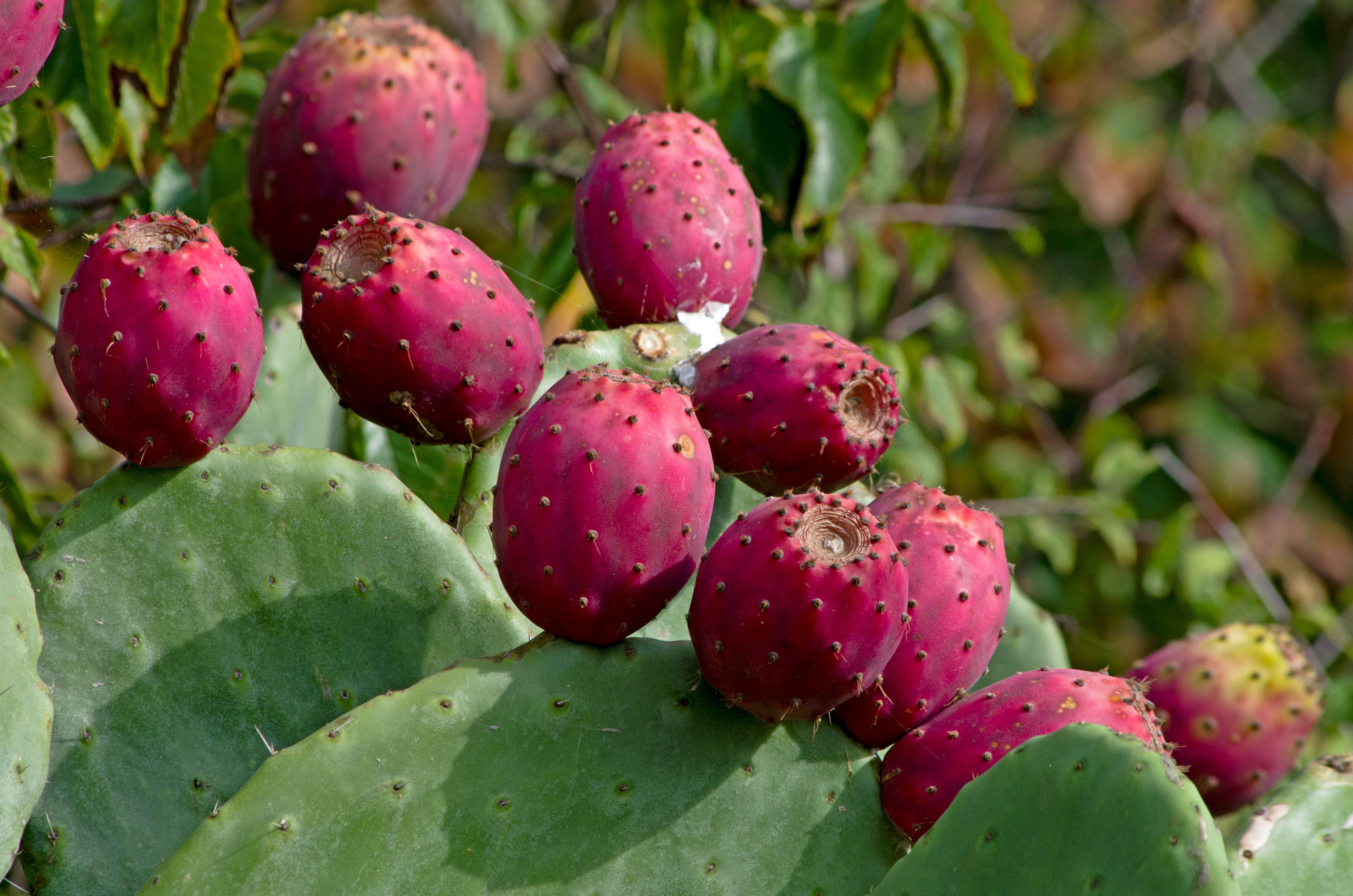pencil cactus fruit Red Cactus Pear Cactus Seeds (Optunia Ficus-Indica)