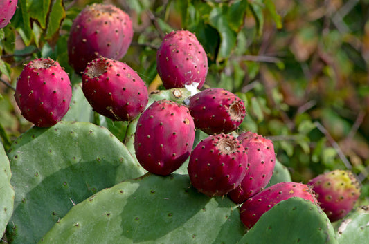 CACTUS PEAR red