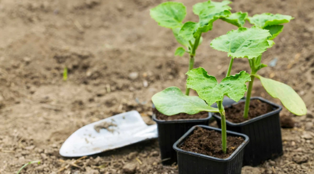 kabocha pumpkin seedling