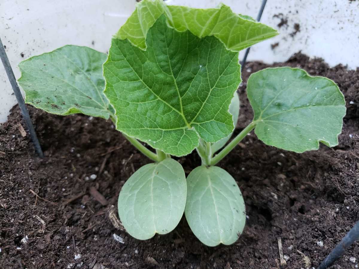 kabocha pumpkin seedling plant