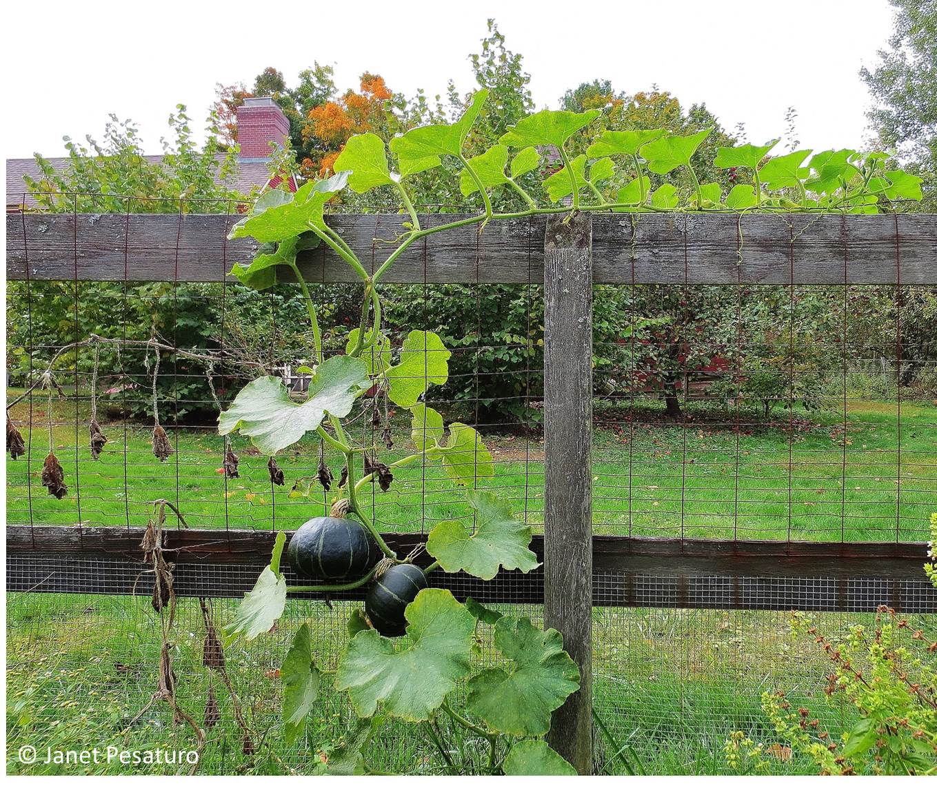 kabocha pumpkin vine