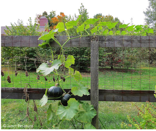 kabocha pumpkin vine