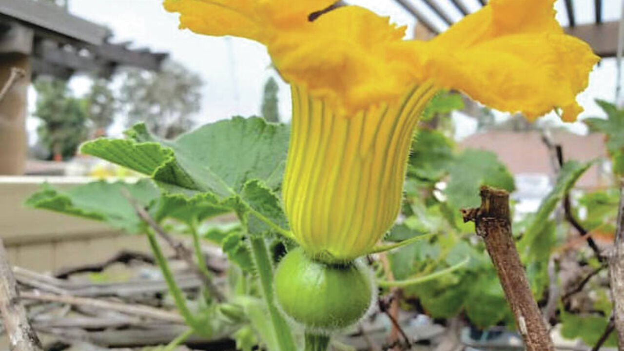 kabocha pumpkin flower