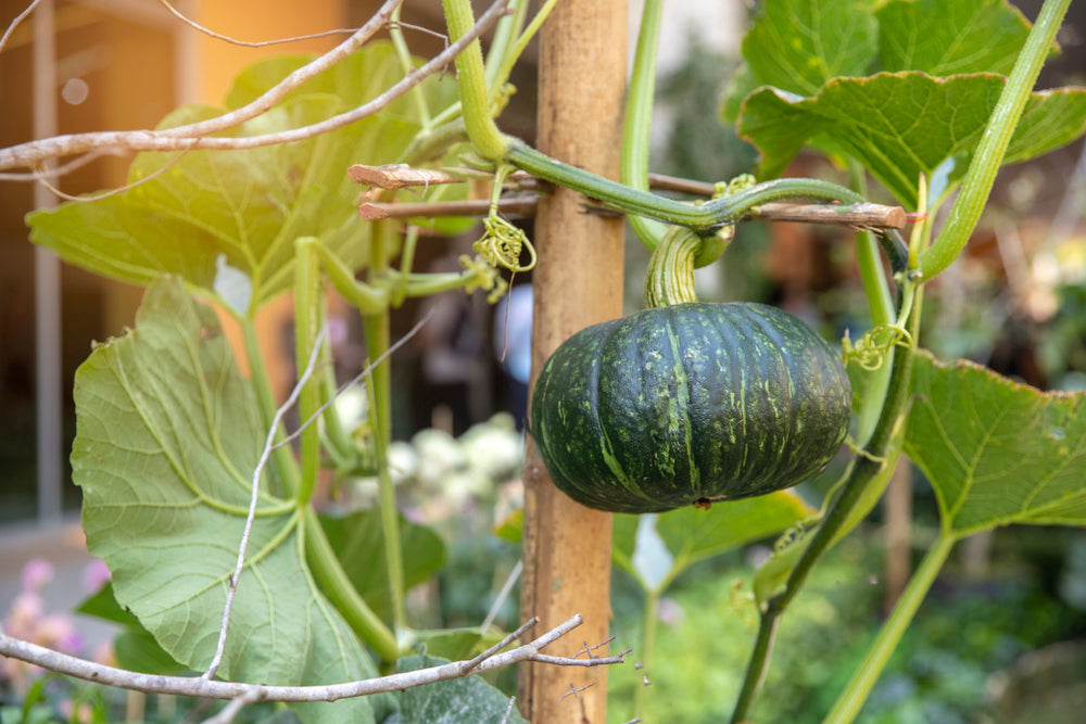 kabocha pumpkin fruit
