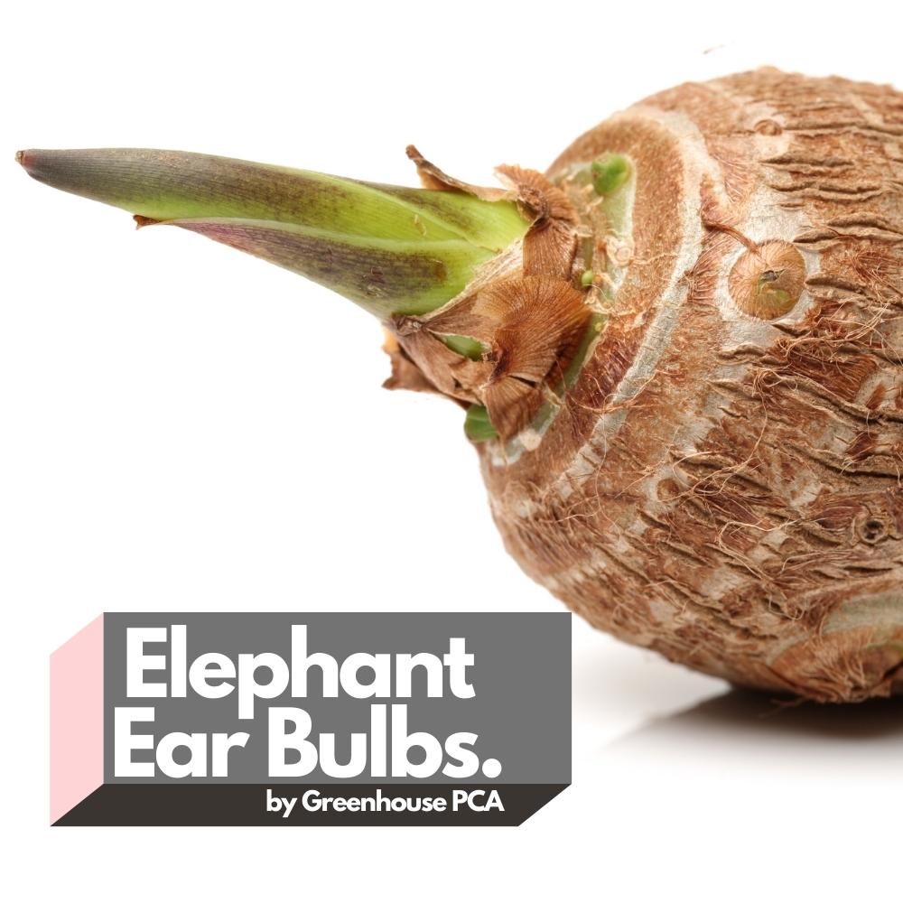 planting elephant ear tubers Green Elephant Ear Bulbs (Colocasia Esculenta)