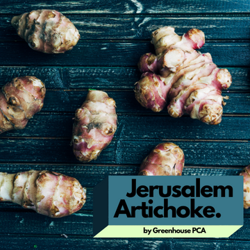 Jerusalem Artichoke