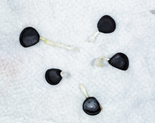 Seeds black