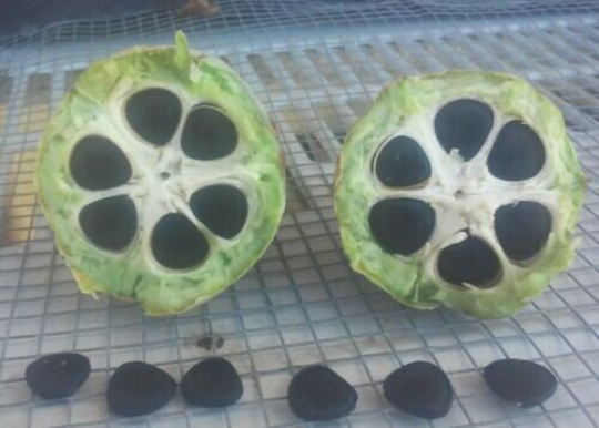 Jtttt fruit seeds