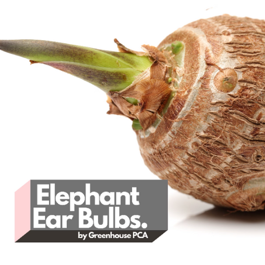 Elephant Ear Bulbs