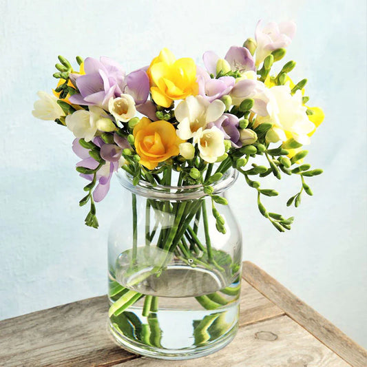 freesia Flower bunch
