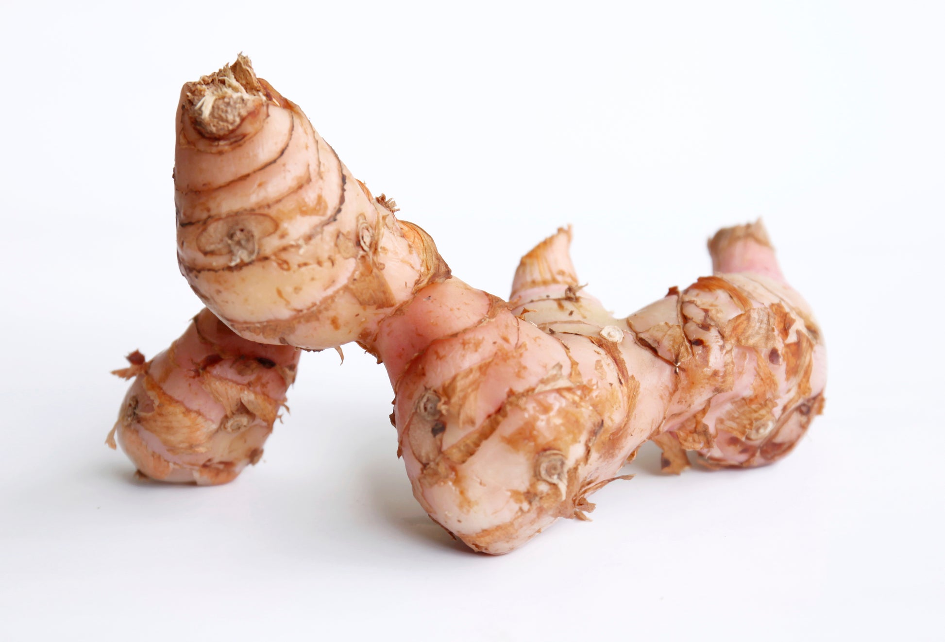 galangal Bulb