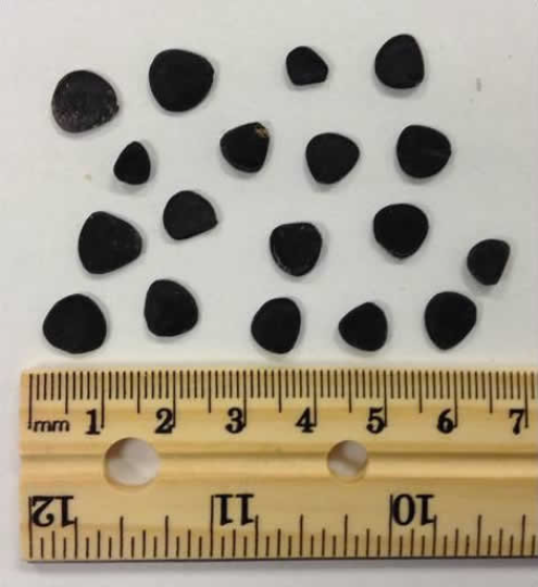 jttt black seeds size