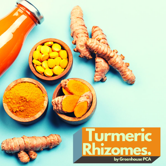 Turmeric Rhizomes