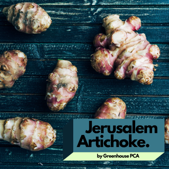 Jerusalem Artichoke