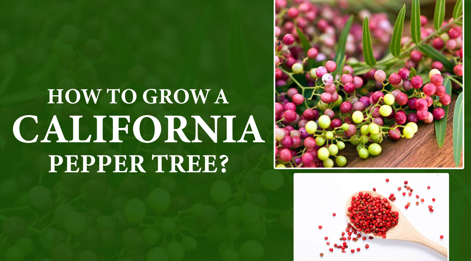 How to Grow a California Pepper Tree