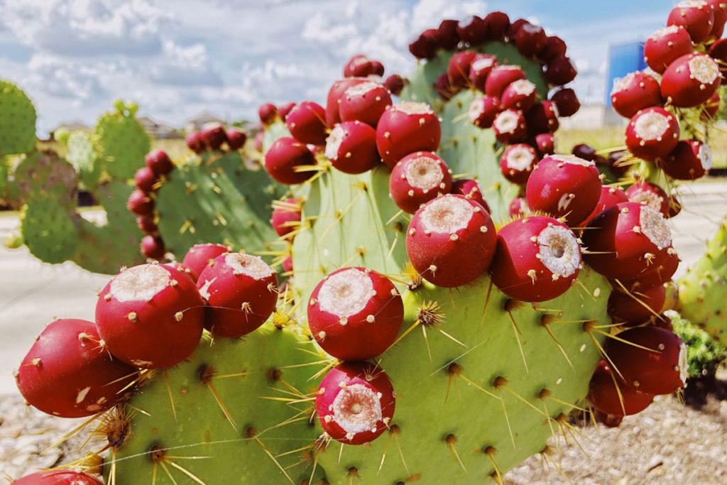 How to Plant and Grow Red Cactus Pear (Opuntia ficus-indica) from Seed