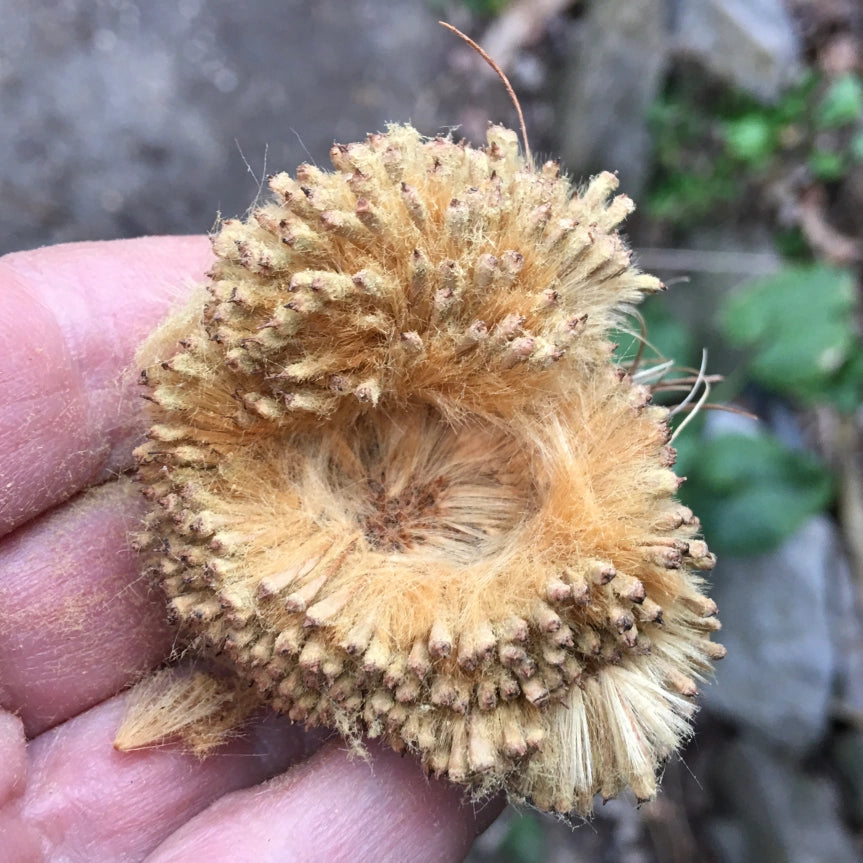 AMERICAN SYCAMORE