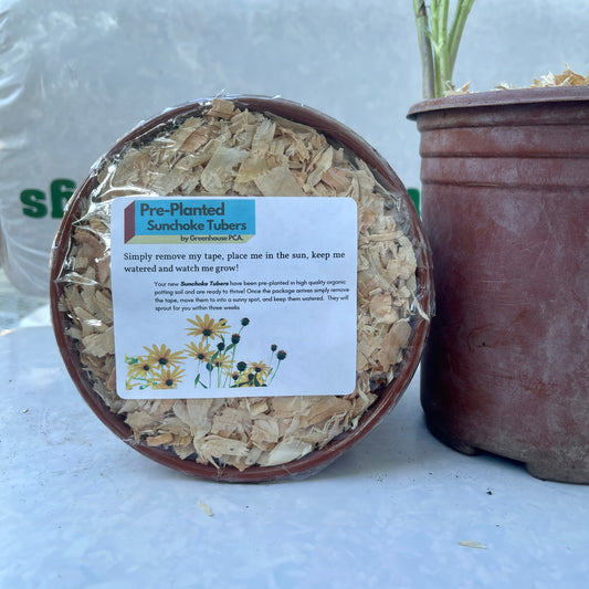 Exciting New Product: Pre-Planted Jerusalem Artichoke Pots – Easiest Way to Grow!