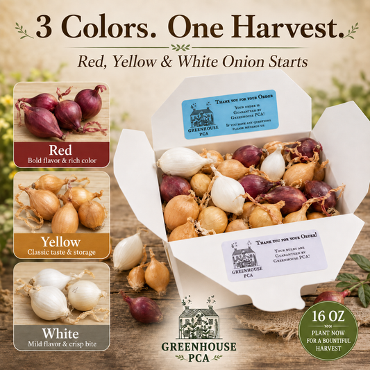 Three colors of onion sets identified: red for bold flavor and rich color, yellow for classic taste and storage, white for mild flavor and crisp bite
