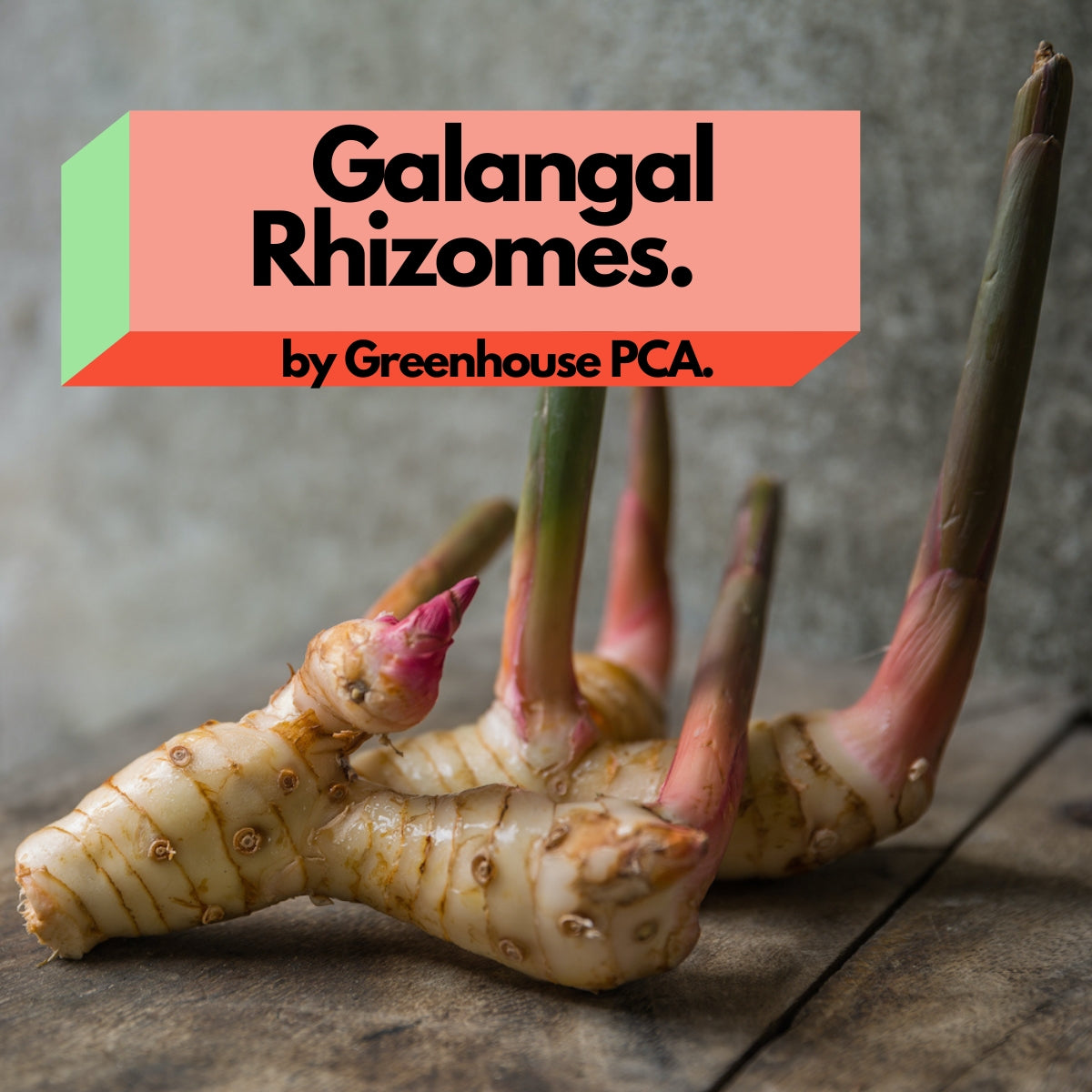 GALANGAL RHIZOMES