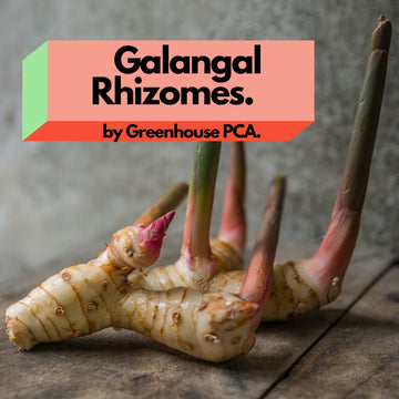 GALANGAL RHIZOMES