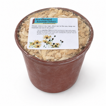 Pre-Planted Jerusalem Artichoke Pots – Easiest Way to Grow!