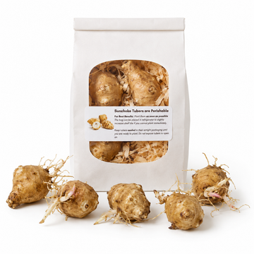 Pre-Sprouted Sunchoke Tubers (Jerusalem Artichoke) — Bare-Root, Already Awake